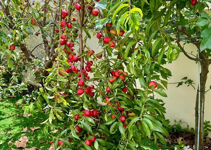 Lägenhet The Well Apartment, Sao Vicente 86
